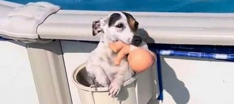 Doggy Paddle: Cute & Crafty Jack Russell (BabyGirl) Uses Pool Filter As Her Own VIP Exit | WATCH Doggy Paddle: Cute & Crafty Jack Russell (BabyGirl) Uses Pool Filter As Her Own VIP Exit | WATCH