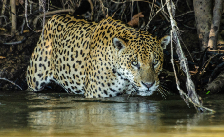 VIDEO: Sea-Type Jaguars: Isolated Big Cats Have Taken To Eating Fish VIDEO: Sea-Type Jaguars: Isolated Big Cats Have Taken To Eating Fish